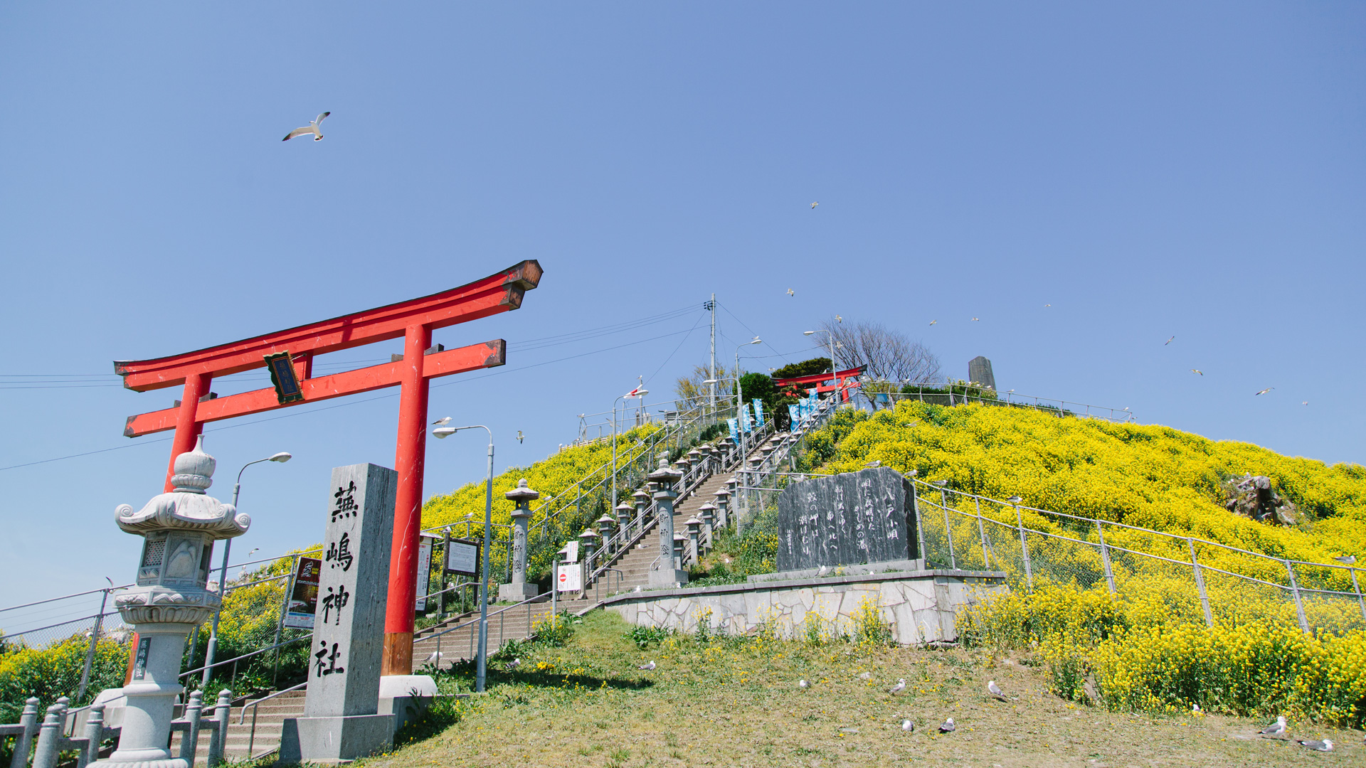 蕪島