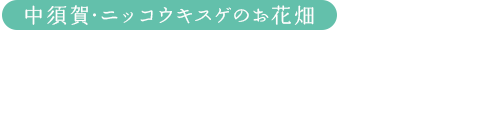 中須賀・ニッコウキスゲのお花畑：野の花のひたむきさに大切な気持ちを思い出す
