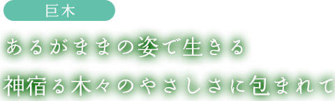 巨木：あるがままの姿で生きる神宿る木々のやさしさに包まれて