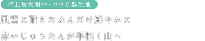 階上岳大開平・つつじ群生地：風雪に耐えたぶんだけ鮮やかに赤いじゅうたんが手招く山へ