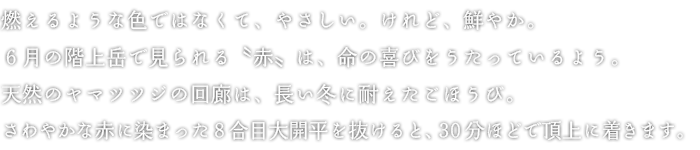 燃えるような色ではなくて、やさしい。けれど、鮮やか。６月の階上岳で見られる〝赤〟は、命の喜びをうたっているよう。天然のヤマツツジの回廊は、長い冬に耐えたごほうび。さわやかな赤に染まった8合目大開平を抜けると、30分ほどで頂上に着きます。